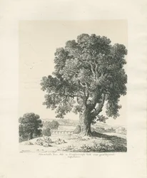 Shugborough Park - Esdoorn: pen en inkt tekening