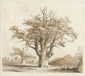 Teddesley Hall - Eikenbomen: potlood en was tekening, nd [nov 1842]