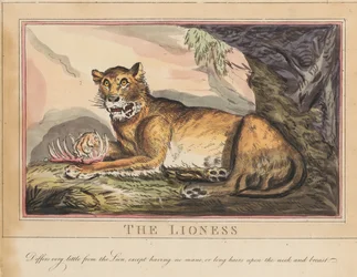 Set van acht met titelpagina. ‘Buitenlandse en inheemse dieren.’ 4. De tijger
