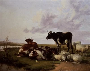 Runderen en schapen aan het grazen