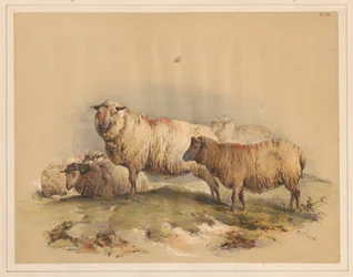 Schapen, nr. 18