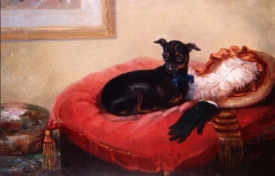 Haar favoriete huisdier: een Manchester Terrier op een rood kussen