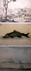 Drie illustraties uit 