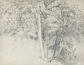 Studie van bomen