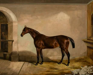 Teddy de tegelzetter: een paard