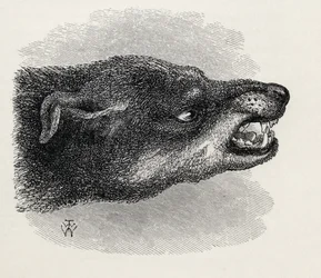 Kop van grommende hond, uit Charles Darwin