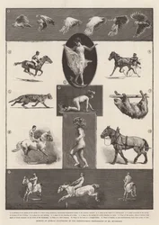 Bewegingen van dieren geïllustreerd door de momentopnamen van Mr Muybridge