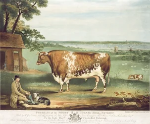 Een Korthoornige Stier, Patriot, gegraveerd door William Ward, Shrewsbury, 1810