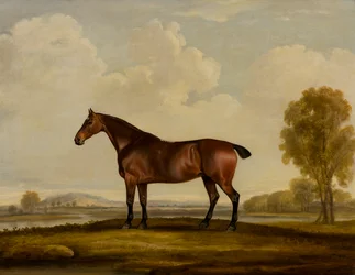 Georgiana: een paard