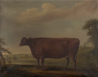 Rode Devon vaarsen in landschap