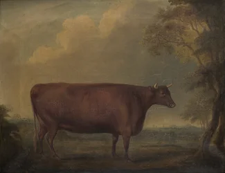 Rode Devon vaarsen in landschap