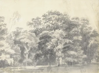 Bomen aan een Rivieroever
