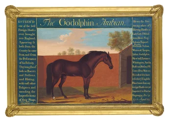 De Godolphin Arabier