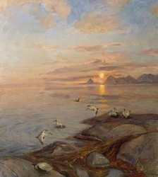 Zeevogels in middernachtzon