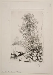 Bomen bij een beek