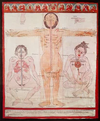 Anatomische kaart, 1938 (pen en aquarel op doek op canvas)