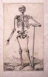 Anatomische studie, door Domenico Maria Bonavera