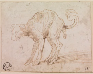 Detail van een hond die de Rode Zee oversteekt