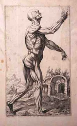 Anatomische studie, door Domenico Maria Bonavera