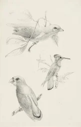 Drie Vogels