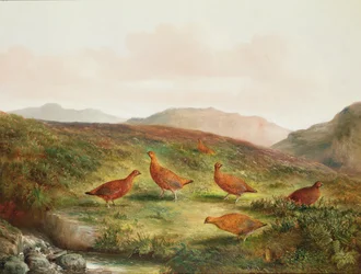 Korhoen in een heidelandschap