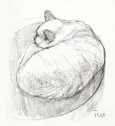 Knusse, opgerolde kat