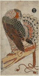 Sperwer (Konori taka)