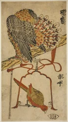 Sperwer en Ara (Konori taka, inko)