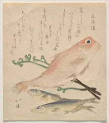 Roze zeebrasem (shiro-amadai) en twee kleine forellen (ai)