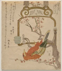 Rode Parkiet (Shōjō-inko)