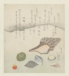 Reflectieschelp, ivoorschelp en tritonschelp