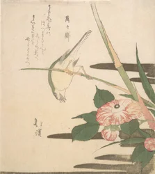 Zanger en Camellia, ca. 1815-20
