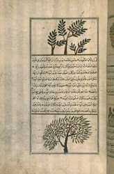 Een wierookboom boven een amandelboom, naar een verhandeling van Zakariya ibn Muhammad al-Qazwini