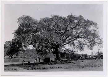 Boom met breed bladerdak voor dorpsmuur, Axum, Ethiopië, foto door Ugo Monneret de Villard