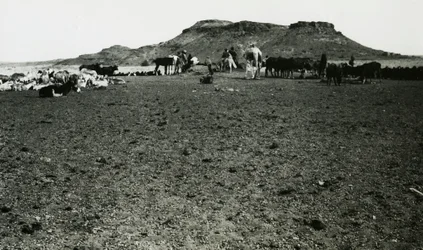 Uitzicht op archeologisch gebied van Naqa, met dromedarissen en vee, Soedan, foto door Ugo Monneret de Villard