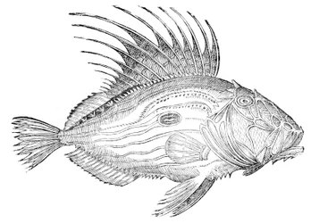 De piscibus libri V et de cetis lib. unus Bologna