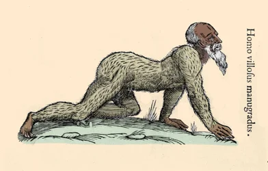 Monsterlijk wezen: een harige man die op handen en voeten loopt. Plaat naar Ulisse Aldrovandi (1522-1605), ‘Monstrorum Historiae’, Bologna 1642, Milaan.