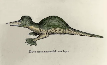 Voorstelling van een mariene draak. Plaat van een Natuurhistorisch manuscript door Ulisse Aldrovandi (1522-1605) over monsters