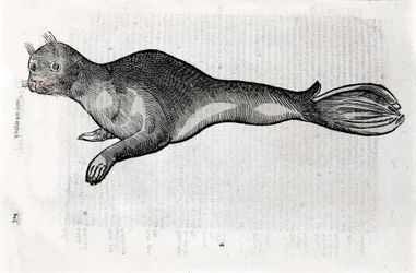 Voorstelling van een zeehond Plaat geïllustreerd uit een manuscript van Natuurlijke Historie door Ulisse Aldrovandi (1522-1605), Ulisse Aldrovandi fonds, Universiteitsbibliotheek van Bologna, ed. 1603.