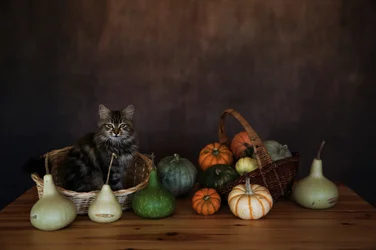 Gezellige oogstpresentatie met kat