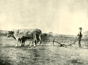 Een ploegteam van ossen, 1901