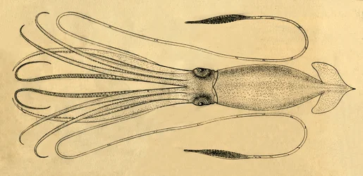 Een diagram van de reuzeninktvis, 1881