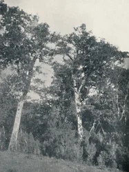 Een bos van Antarctische beuken in Temuco, 1911