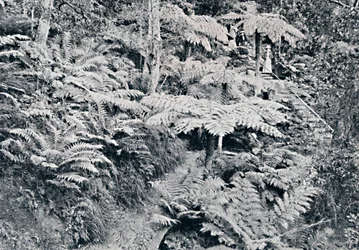 Een bos van boomvarens, Leura, Blue Mountains, ca. 1900