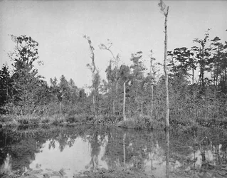 Een Moeras in Louisiana, ca. 1897