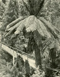 Een rustieke brug, 1901