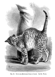 Een kat in een aanhankelijke stemming, uit The Expression and Emotions in Man and Animals, 1872