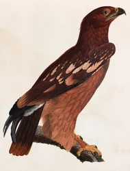Een kleurenillustratie van een bruine vogel