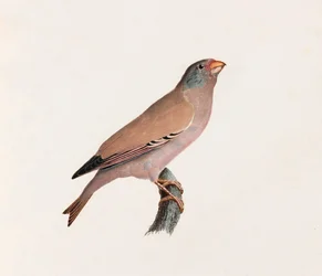 Een kleurenillustratie van een vogel