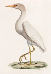 Een kleurenillustratie van een vogel